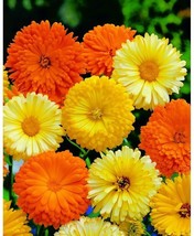 Calendula Pacific Beauty Mix Pot Marigold Variety Sizes Bulk Seeds - $186.77 MXN