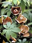 Wood Rose, MERREMIA TUBEROSA vine yellow flower morning glory Ipomoea  -15 seeds - $13.49