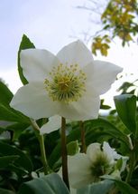 Helleborus niger  Lenten &amp; Christmas Rose | Black Hellebore 10_Seeds_Tera Store - £12.57 GBP