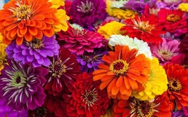 100 Zin Master Mix Zinnia Seeds Planting Fresh Seeds Gardening USA - £10.08 GBP