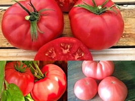 51+PINK Ponderosa Tomato Vegetable Seeds Garden Container Easy - £10.22 GBP