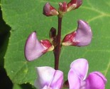 Wild Pea Vine Organic Dolichos Biflorus25 Seeds - $8.99