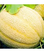 KingStore 10 Hales Best Jumbo Cantaloupe Non-Gmo Cantaloupe Planting Seeds - €8,30 EUR