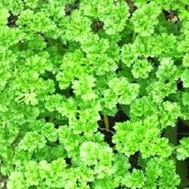 SRN Triple Curled Parsley Seeds Heirloom Parsley Seeds Non-Gmo Garden - $8.95