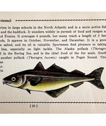 Pollack 1939 Salt Water Fish Gordon Ertz Color Plate Print Antique PCBG19 - $570.01 MXN