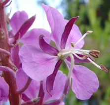 New Fresh Seeds Epilobium Angustifolium Fireweed Great Willowherb Roseba... - $21.90