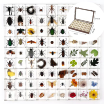 30 Pcs Insect Specimen Bugs in Resin Collection Paperweights with Display Box - £90.53 GBP