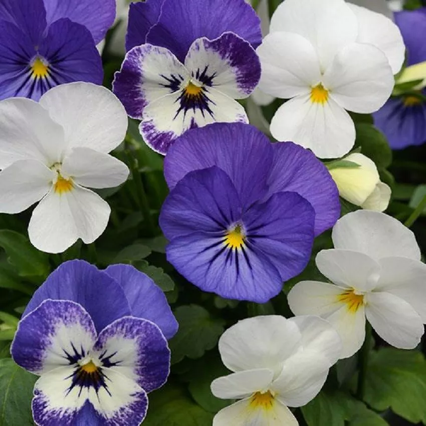 G_S 50 Viola Seeds Sorbet XP Mix Blueberry Sundae - $14.74