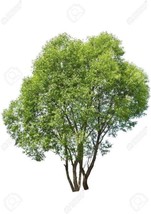 HSE One Amazing Aussie Willow Tree. Fast Growing Trees to Change The View - £13.13 GBP