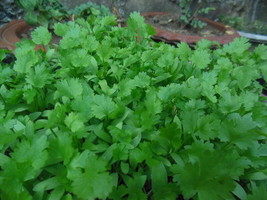 HGBO 200 Seeds Fresh Cilantro/Coriander Seeds Nongmo From US - $8.72