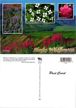 Alaska Wildflowers Fireweed Canadian Dogwood Lupine Flowers VTG Postcard - $9.40