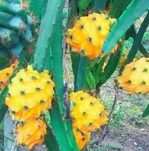 Fresh Seeds Yellow Dragon Fruit Seeds - £8.76 GBP