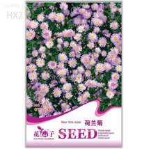 New York Aster Flower Seeds, Original Package, 50 seeds, balcony patio potted in - £2.78 GBP