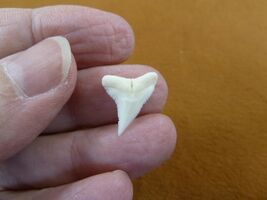 s909-56) 5/8" Modern Blue SHARK tooth Gold or Silver wired pendant necklace - $12.99