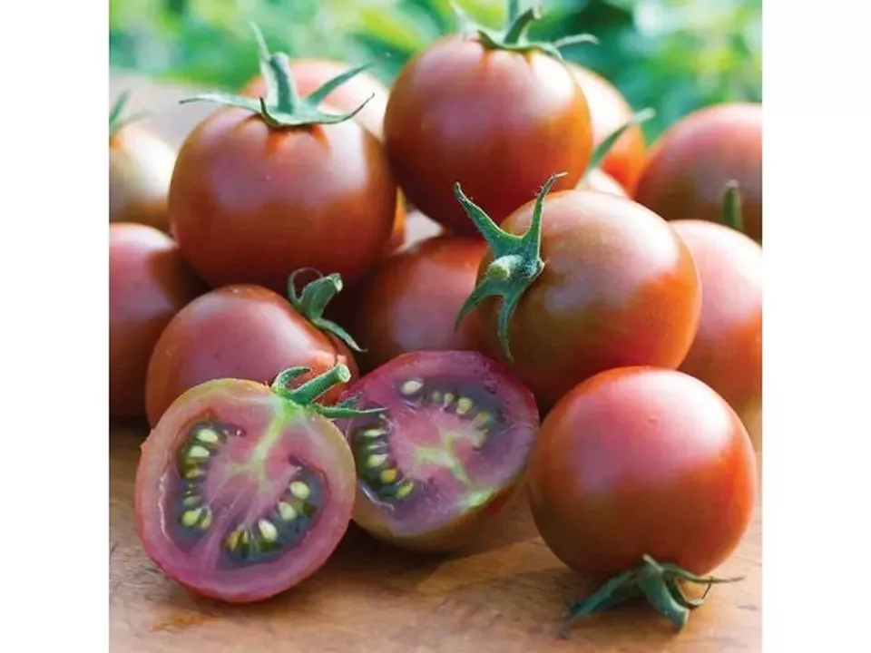 RAFH 50 Sunchocola Tomato Tomatoe Vegetable Garden Edible Canning Heirloom Seeds - $8.96