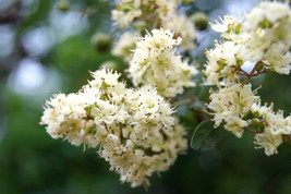 40 Seeds White Flowering Henna Tree Lawsonia Inermis Alba Dye Tattoo Flo... - £7.60 GBP