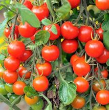  Large Red Cherry Tomato Seeds Heirloom - Non-GMO Organic Fresh 100+ Seeds - £9.24 GBP