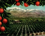 Vtg Postcard 1910s California Scene - Oranges and Snow - Unused UNP Agri... - $4.90