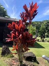 HSeeds Red Ti Plant, Hawaiian Ti, Cordyline Fruticosa - 10 Seeds 2023 - Usa - $13.21