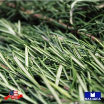 50 Rosemary Seeds Non Gmo Heirloom Home Garden - £9.32 GBP