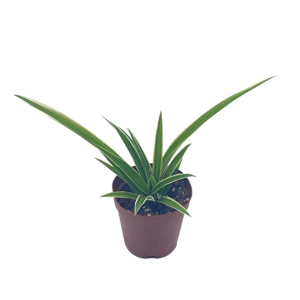 Spider Plant, Chlorophytum comosum, Limited, in a 2 inch Pot Tiny Mini P... - £28.52 GBP