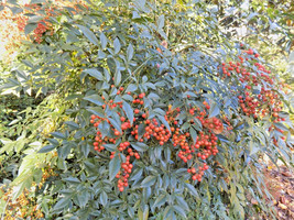 12 Towne And Country Heavenly Bamboo Seeds Nandina Domestica Towne Count... - £10.62 GBP