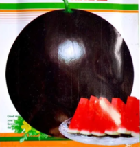 SEED Super Black Skin Red Seedless Watermelon Organic Seed - £3.97 GBP