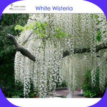 1 Packs 100 Seeds Chinese White Wisteria Wisteria Sinensis Alba #Lg00002 Gardeni - £13.57 GBP