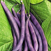 USA SELLER Royal Burgundy Bush Bean Seeds Vegetable Seeds Purple Seed Pa... - $19.70