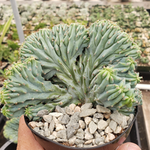 Cacti Crest Crested Elite Myrtillocactus geometrizans cactus Succulent real live - £91.46 GBP