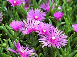 Lampranthus spectabilis - $3.49