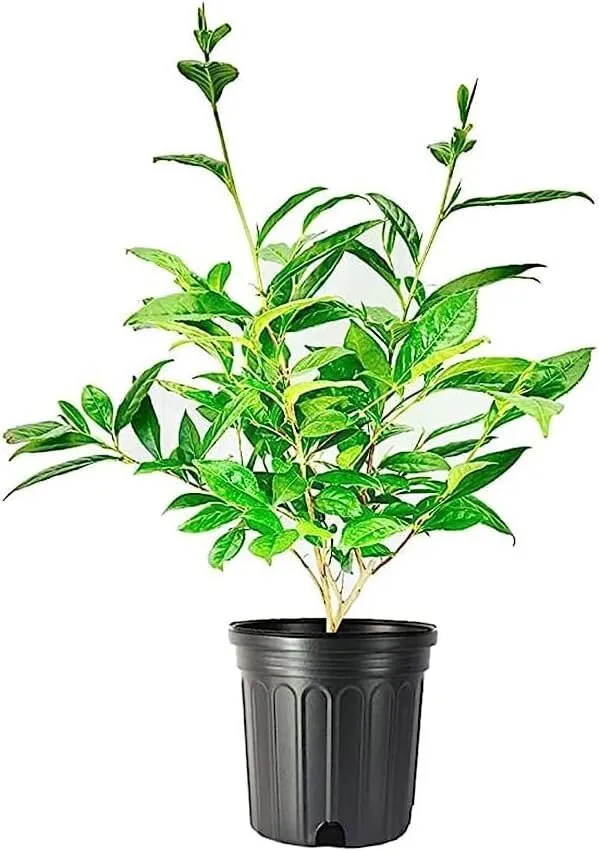 Tea Plant Camellia Sinensis Large Live Plants Grow and Brew - £53.70 GBP