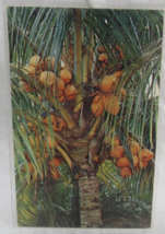 Color Postcard Coconut Palm Trees Florida Capicotto Koppel Color Cards N... - $2.96