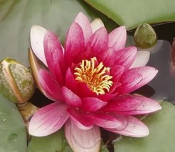 1 Heirloom Purple Red Water Lily Seeds - $87.48 MXN