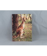 Vintage Postcard - Kangaroo and Joey - Bartel Postcards - $15.00