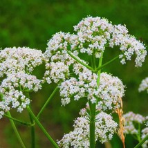 1000 Anise Seeds Non-Gmo Fresh Garden - $8.58