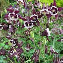 50 Pcs William Guiness Columbine Flower Seeds #MNSS - £12.01 GBP