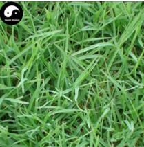 Cynodon Dactylon Grass Semente 500Seeds Plant Seeds Lawn Grass Cynodon Gardening - $10.90