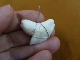 (S5-67) 1-1/4&quot; White TIGER SHARK Tooth silver wired pendant sharks necklace - £38.00 GBP