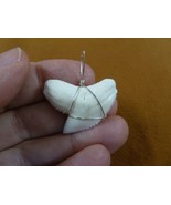 (S5-67) 1-1/4&quot; White TIGER SHARK Tooth silver wired pendant sharks necklace - $48.61
