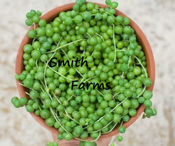 25 Seeds String Of Pearls Succulent Cactus Plant Garden Cacti - $5.25