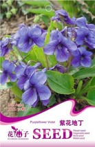 Chinese Violet Flower Seeds, 50 Seeds / , Beautiful Purple Violet Flower... - $5.60