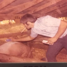 Pig Farmer Hog Photo Slide Color Vintage Farm Life Original Photograph S... - £7.93 GBP