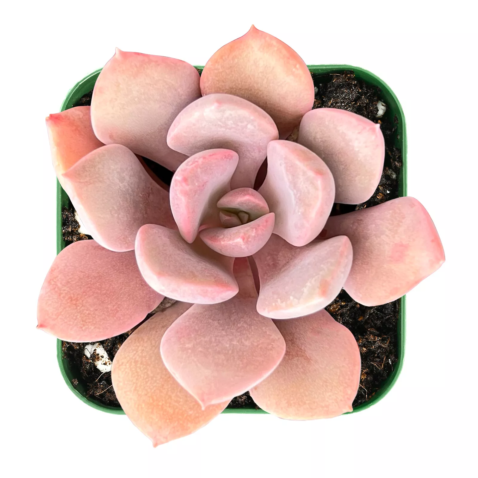 Live Fresh Pink x Graptoveria &#39;Debbi&#39; Succulent Fully Rooted in 2 inch P... - $28.00