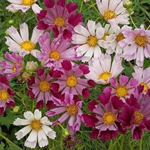 Cosmos Sea Shells Mix Seeds 100 Seeds Flower Mixed Colors Cut Flower Fresh Garde - £6.09 GBP