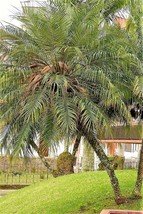 Sell Store 10 Pygmy Date Palm Phoenix Roebelenii Dwarf Miniature Tree Seeds *  F - £7.71 GBP