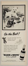 1950 Print Ad Black &amp; White Scotch Whiskey Westie &amp; Scottie Dogs in Water - $15.28