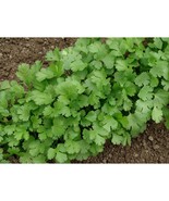 Heirloom All Natural Cilantro Garden Herb Seeds Leisure Split Non GMO - £3.94 GBP