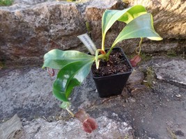 Nepenthes boschiana large plant, 1 plant - £35.20 GBP