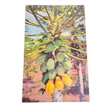Postcard Papaia Tree Chrome Unposted - £5.64 GBP